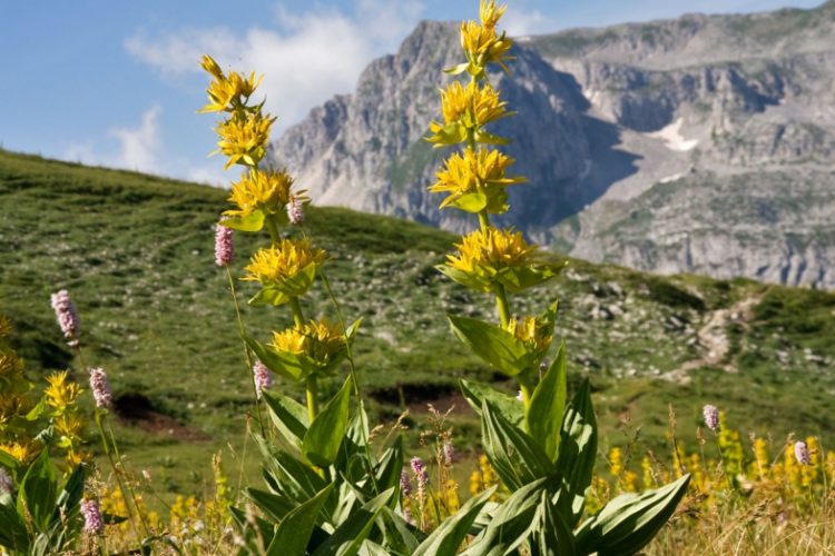 Si mund ta përdorni Gentianën – Lulja shëruese e trevave shqiptare