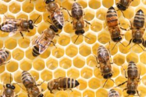 Si të trajtoni pickimet dhe thumbimet e insekteve gjatë verës