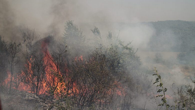50 hektarë pyll përfshihen nga zjarri në Novobërdë