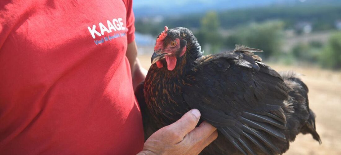 Ferma KAAGE, ushqim krejtsisht natyral dhe pa kimikate