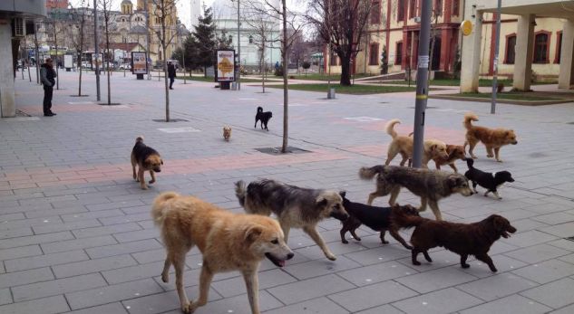 AUV-i ndan 420 mijë euro për identifikimin e qenve endacakë