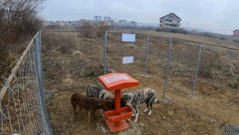 Problemi me qentë endacakë, Rama: Po vazhdojmë të punojmë drejt një zgjidhje afatgjate