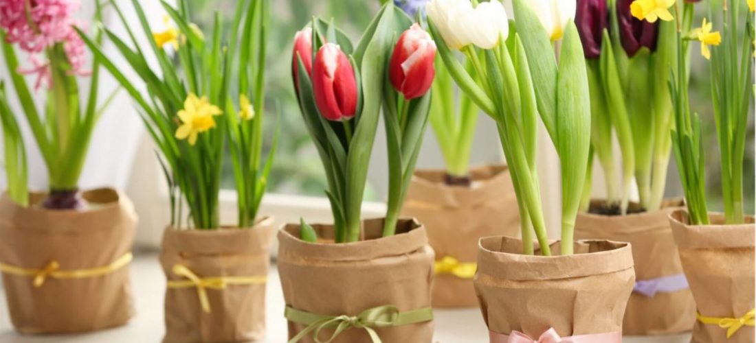 Pse nuk duhet t’i vendosni kurrë tulipanët në ujë të freskët?