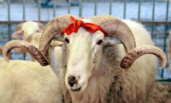 Cila është historia dhe kuptimi dy festave të Bajramit?
