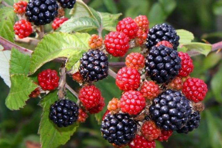 Frutat më të Mira Për Njerëzit që Vuajnë Nga Ulçera
