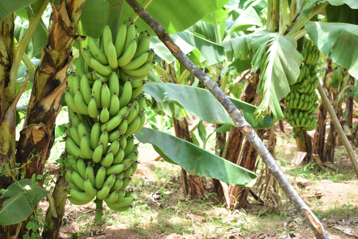 Të mirat shëndetësore të niseshtes dhe bananes jeshile