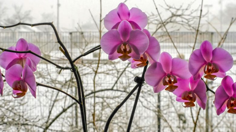 Këshilla për t’i ndihmuar orkidetë që t’i mbijetojnë dimrit