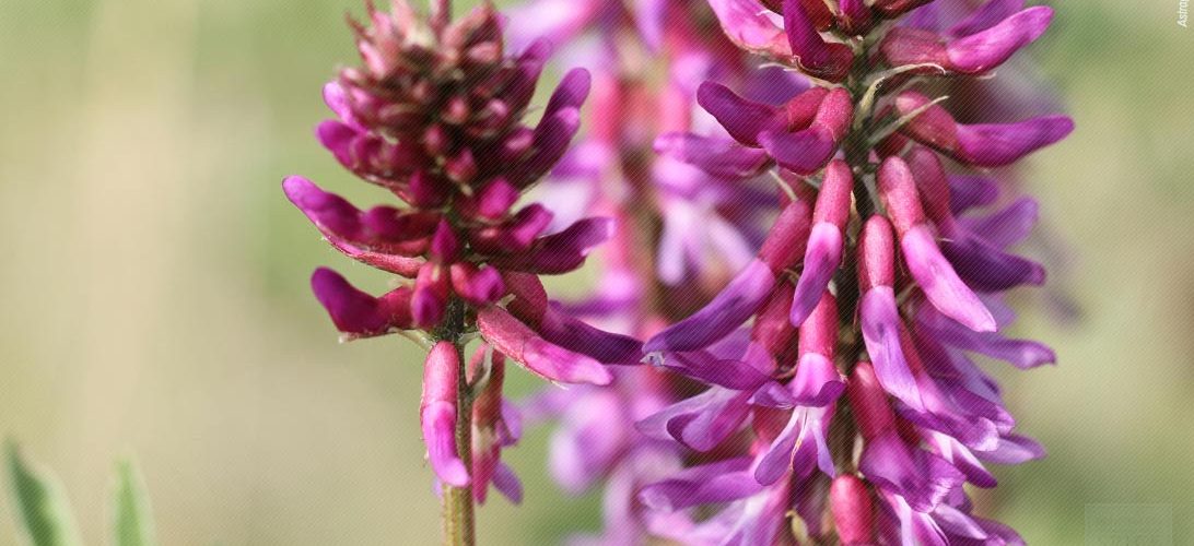 Astragalus, një bimë antike me shumë përfitime shëndetësore