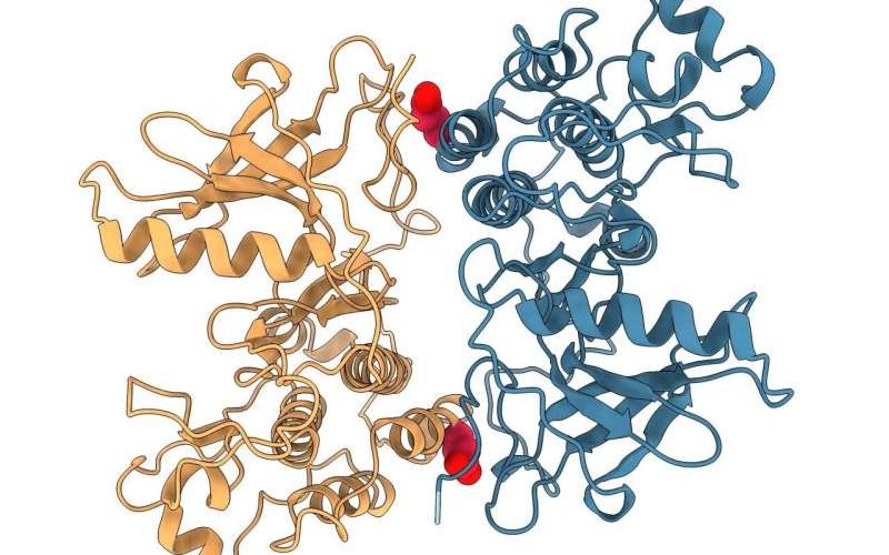 Studim: Shkencëtarët identifikojnë proteinën e kancerit të mushkërive në thembrën e Akilit