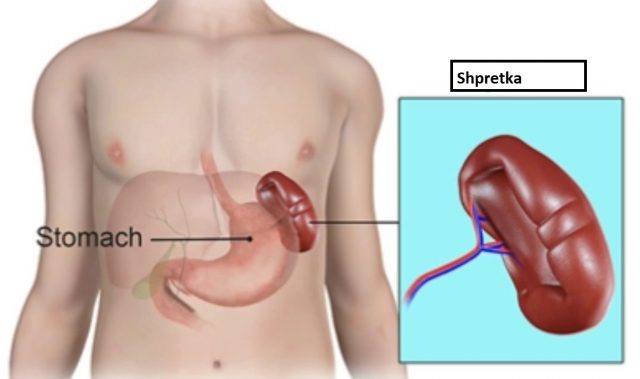 Të jetosh pa shpretkë – Ja çfarë duhet të keni kujdes