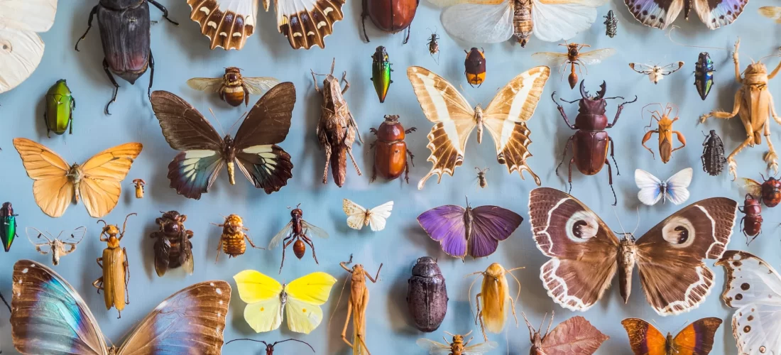 5 mënyrat për të larguar insektet nga shtëpia pa përdorur kimikate