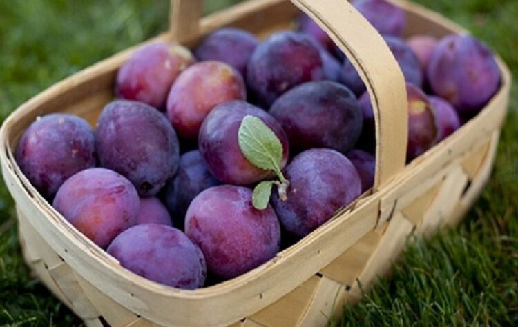 Njihen si frut i stinës së verës, këto janë vlerat ushqyese të kumbullave