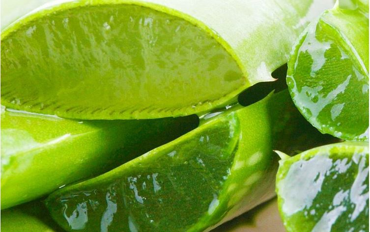 Aloe Vera për lëkurë më të shëndetshme