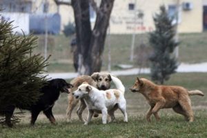 QKUK krijon Shtab Emergjent për menaxhimin e qenve endacakë