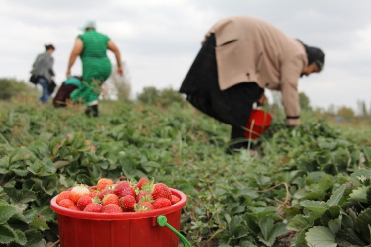 Dita Botërore e Gruas Rurale