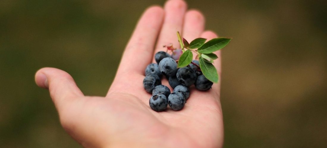Tre lloje frutash që shkrijnë dhjamin e barkut