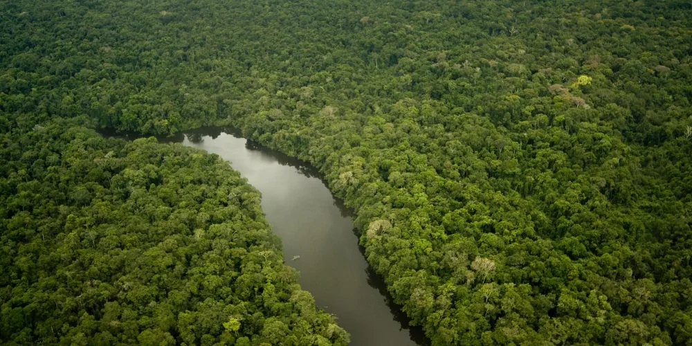 Pemët gjigante të Amazonës rriten nga dioksidi i karbonit
