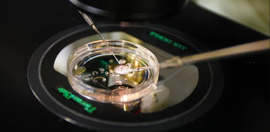 Shkencëtarët krijojnë embrione nga ADN-ja e lëkurës njerëzore për herë të parë