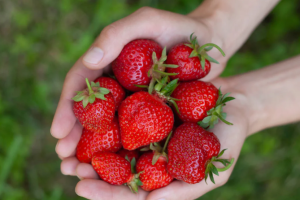 Ushqimet që forcojnë sistemin imunitar natyrshëm