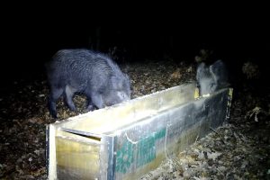 Instituti për Mbrojtjen e Natyrës së Kosovës: Ushqyerja e kafshëve të egra po sjell rreziqe