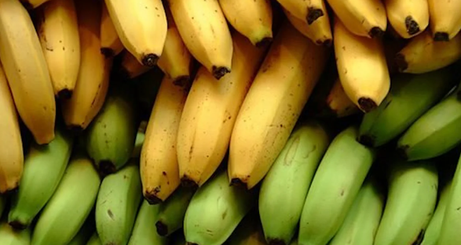 Bananja jeshile apo bananja e verdhë: cila është më e mirë për fibrat dhe sheqerin në gjak?