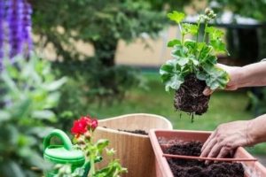 A duhet lagur dheu para mbjelljes në vazo? Ja çfarë rekomandohet