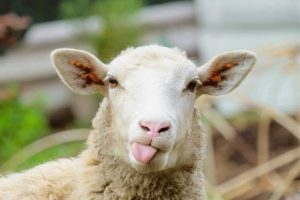 Konfirmohet rasti i parë i sëmundjes “Lija e Deleve/ Dhive” në Kosovë