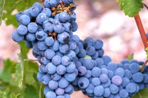 Frutat që përmbajnë më shumë dhe më pak sheqer