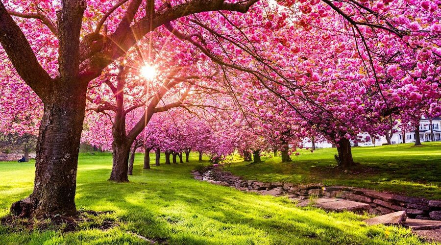 Ditët e para të pranverës rrisin energjinë, sipas psikologëve