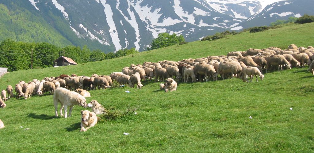 Rreth 20 fermerë nga Komuna e Dragashit dhe Prizrenit u trajnuan për menaxhimin e qëndrueshëm të kullotave