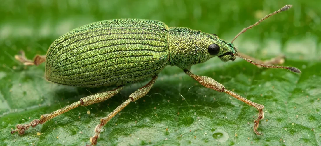 Pse pickimet e insekteve janë më të rrezikshme për disa persona?