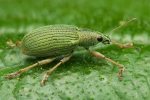 Pse pickimet e insekteve janë më të rrezikshme për disa persona?
