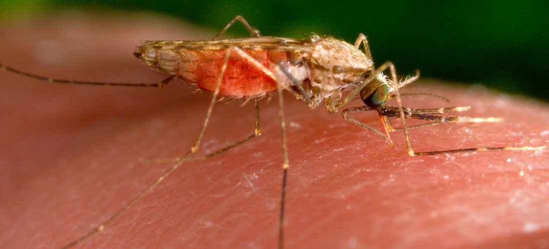 Si të parandaloni malarien gjatë udhëtimeve jashtë vendit