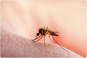 Dr. Meritë Rrahmani shpjegon: A ka arsye për panik nga malaria në Kosovë?